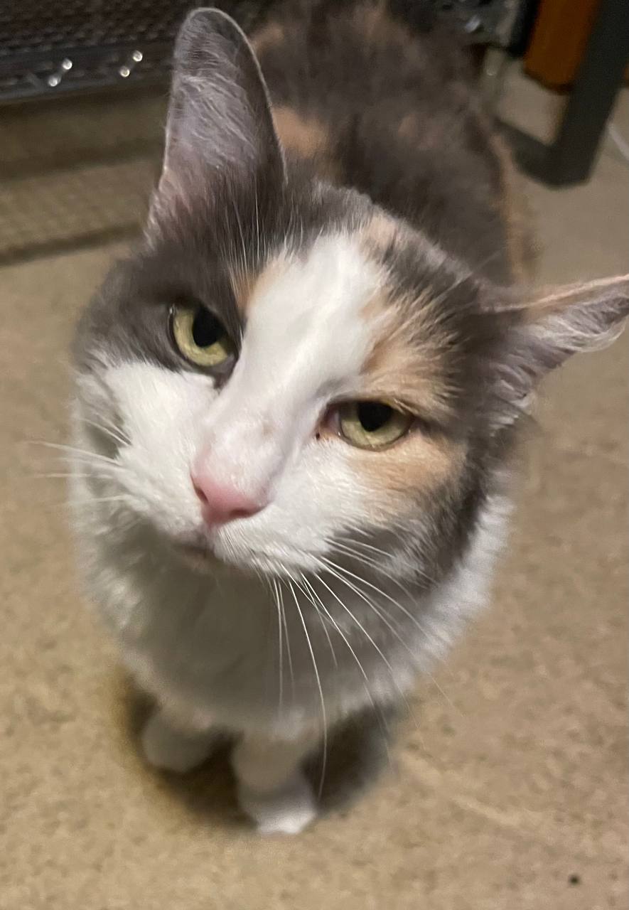 菜单里的猫咪